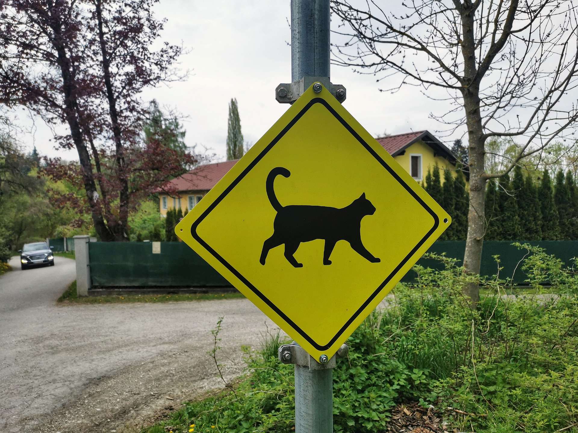 Segnaletica stradale relativa ad un gatto che attraversa la strada.